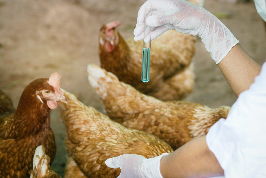 enfermedades de las gallinas ponedoras Heteracidosis