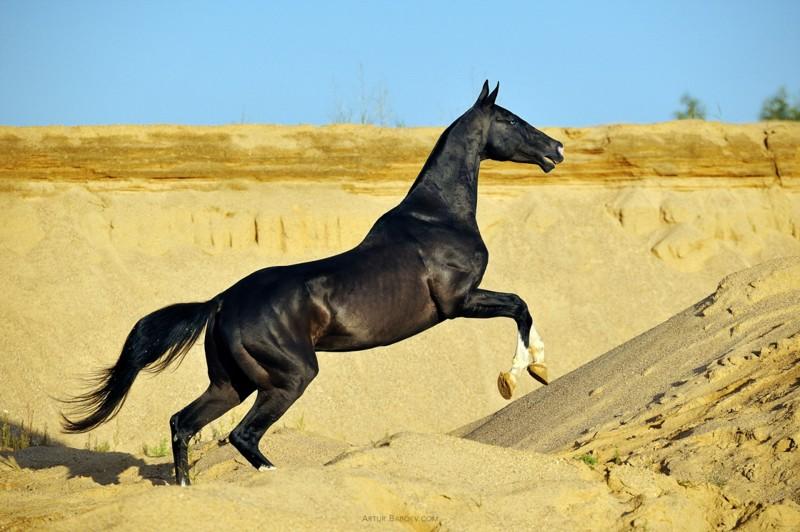 Cavall Akhal-Teke