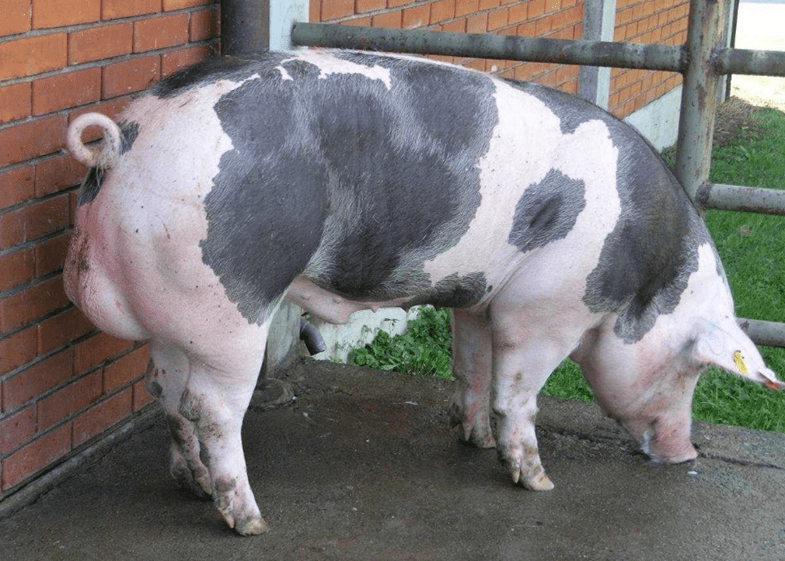 Pietrain pig breed