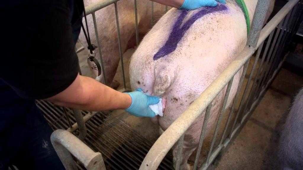 التلقيح الاصطناعي للخنازير