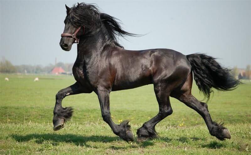 Frisisk hest