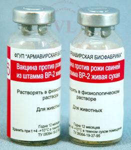 Pokyny na použitie očkovacej látky proti erysipelám u ošípaných, vedľajšie účinky a kontraindikácie