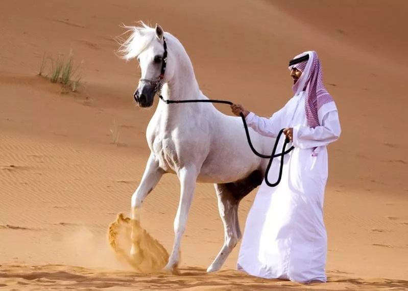 Cheval arabe