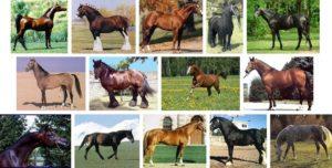 Danh sách và mô tả của 40 giống ngựa tốt nhất, đặc điểm và tên