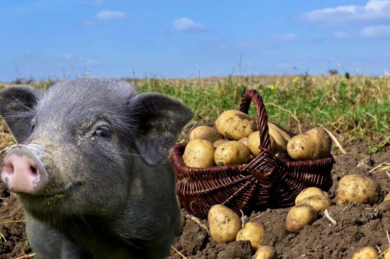kiaulė ir bulvės