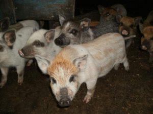 Descrierea și caracteristicile rasei, creșterii și reproducerii porcilor karmaly