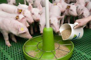 Thức ăn hỗn hợp cho lợn con và lợn được làm bằng gì, các loại và nhà sản xuất tốt nhất