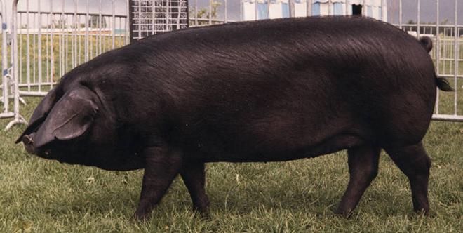 Groot zwart varken