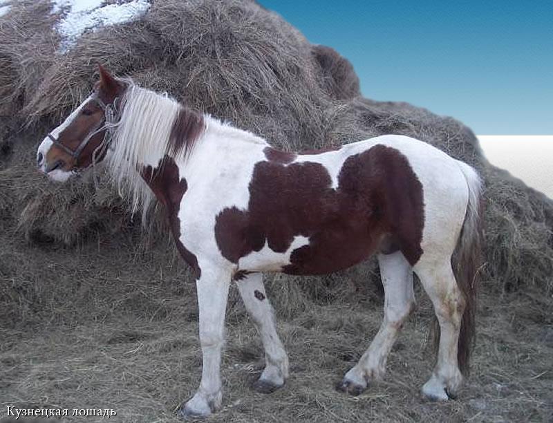 zirgu šķirnes Kuzņeckā