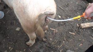 Types and methods of artificial insemination of pigs at home