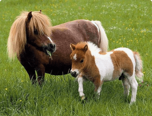 ngựa nhỏ