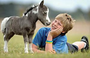 Opis ras mini-koni i zasad opieki, najmniejszych osobników świata