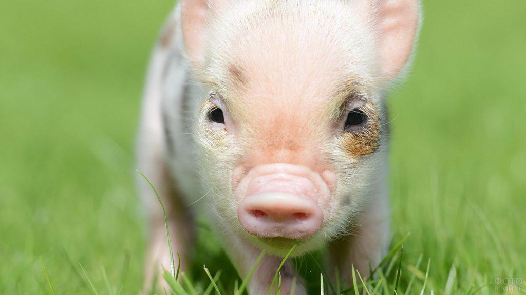 porc nou-născut