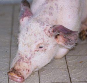 علامات وأعراض وعلاج داء البسطريات الخنازير والوقاية