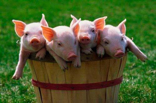 küçük domuzlar