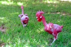 Miksi kanat menettävät höyhenet ja mitä tehdä, kaljuuntumisen hoito ja ehkäisy