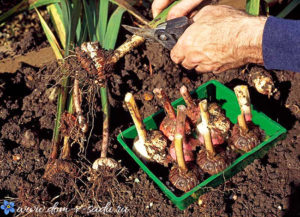 Kada reikia iškasti gladiolių svogūnėlius, laikymo sąlygos ir taisyklės, paruošimas žiemai