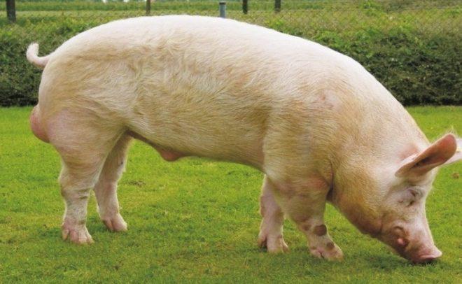 Raça de porc de Yorkshire