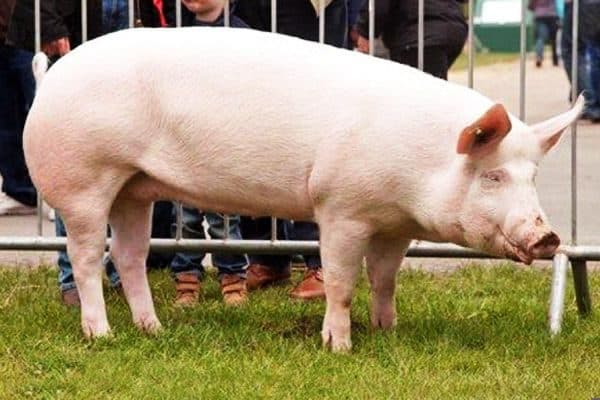 pig breed yorkshire
