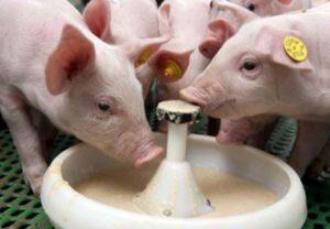 How to properly breed milk powder, its composition and value for piglets