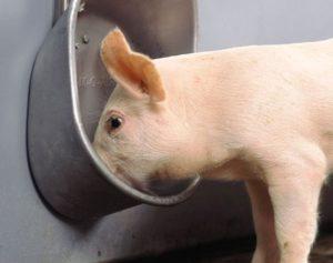 Tipus i requisits de beure bols per a porcs, com fer-ho tu mateix i instal·lar-lo