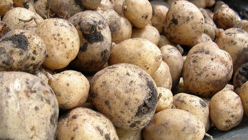 patatas maduras