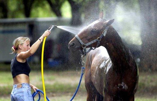 غسل الحصان