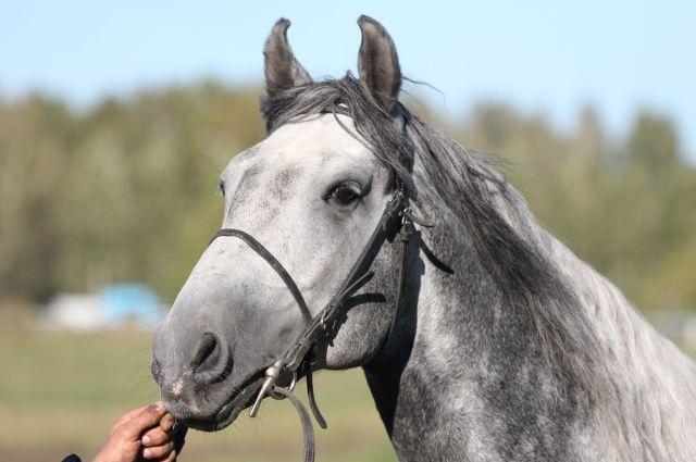 Cavall Oryol