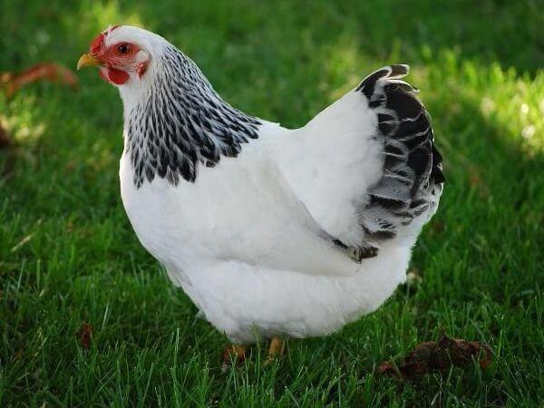 piękny kurczak