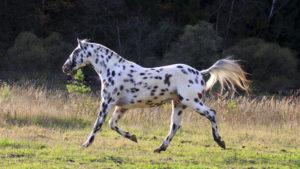 Opis i karakteristike altajske pasmine konja, značajke sadržaja