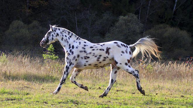 Altai paardenras