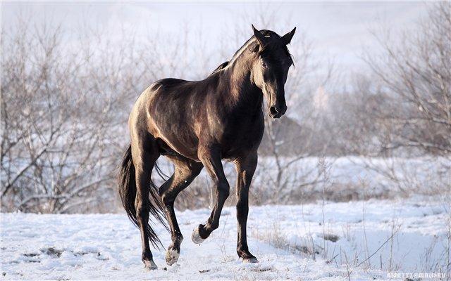 Karachai paardenras