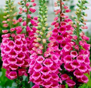 Planting and caring for digitalis in the open field, its types and medicinal properties