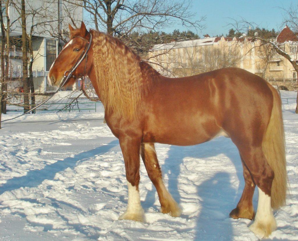 paard ontwerp