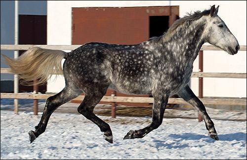 Cavall Oryol