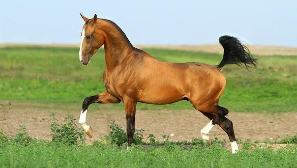 Akhal-Teke konj