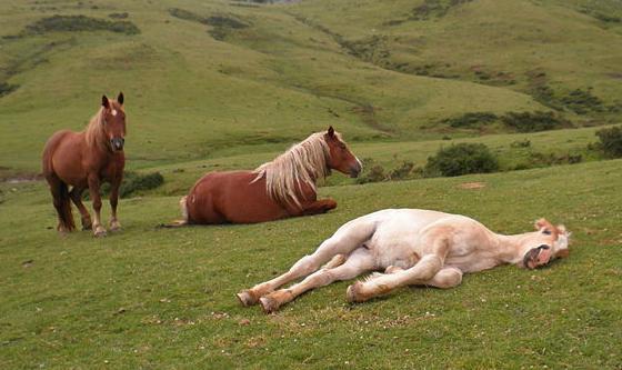the horse is sleeping