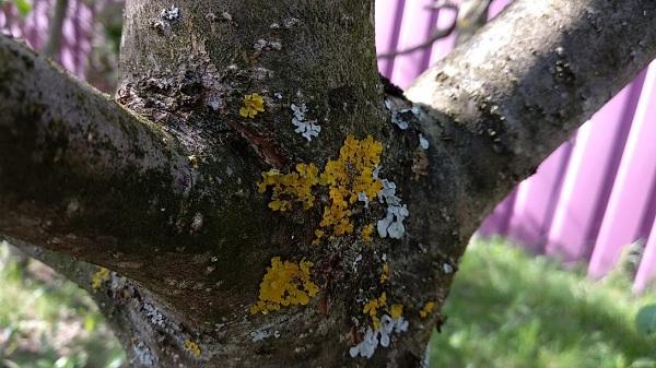 lichen on apple tree