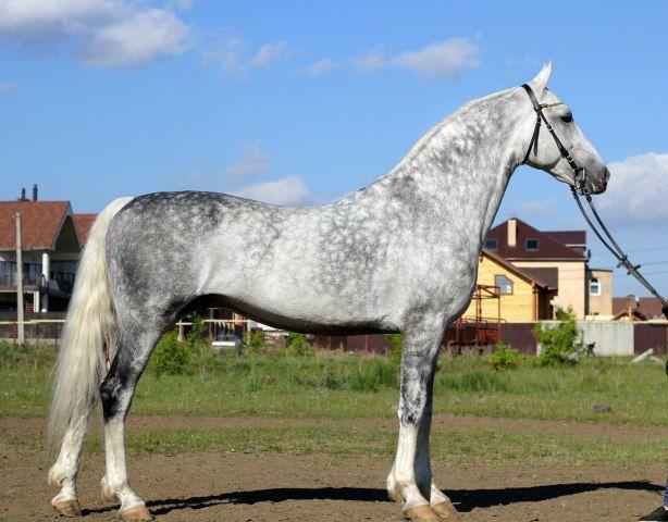 Koń Oryol