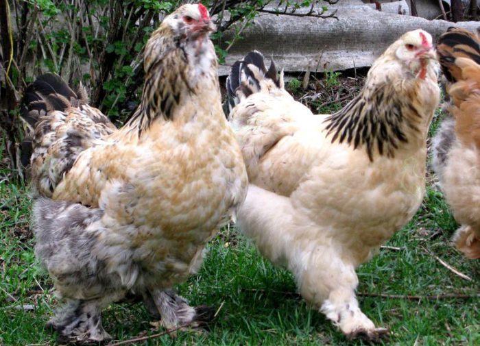 fluffy ushanka kyllinger