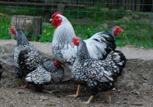 Description and characteristics of hens of the Hamburg breed, breeding features and analogues