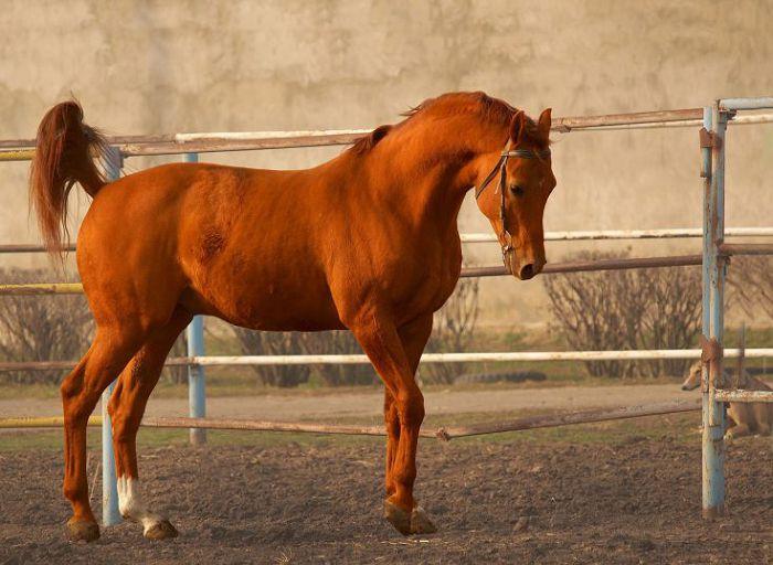 Budyonnovskaya veislės arkliai
