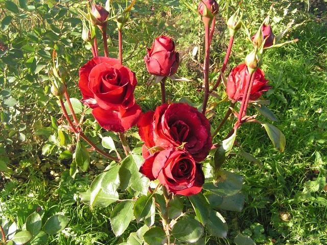 niccolo paganini růže