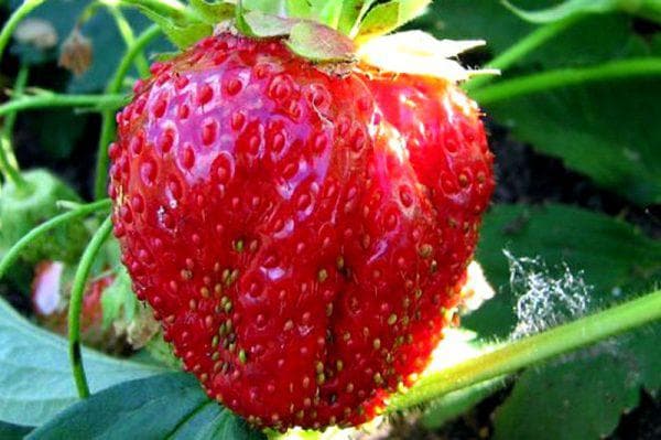 lumalagong strawberry lord