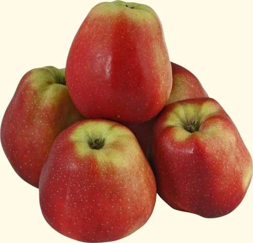 jablka gloucester
