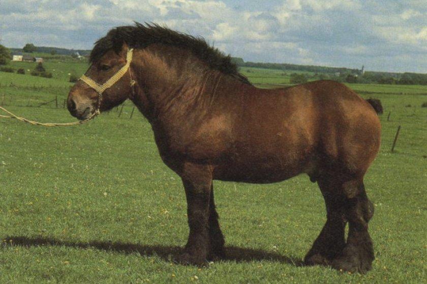 Koń z Ardeny