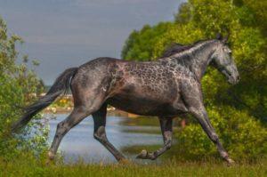 Historia och beskrivning av hästar av rasen Karachai, underhållsregler och kostnader