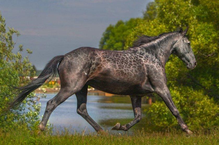 سلالة حصان Karachai