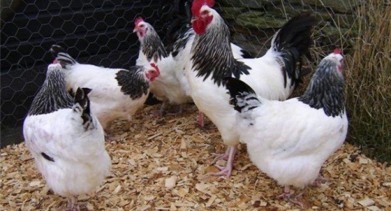 May Day breed of chickens