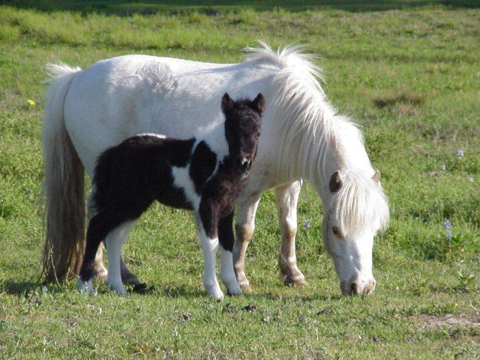Neufundland Pony